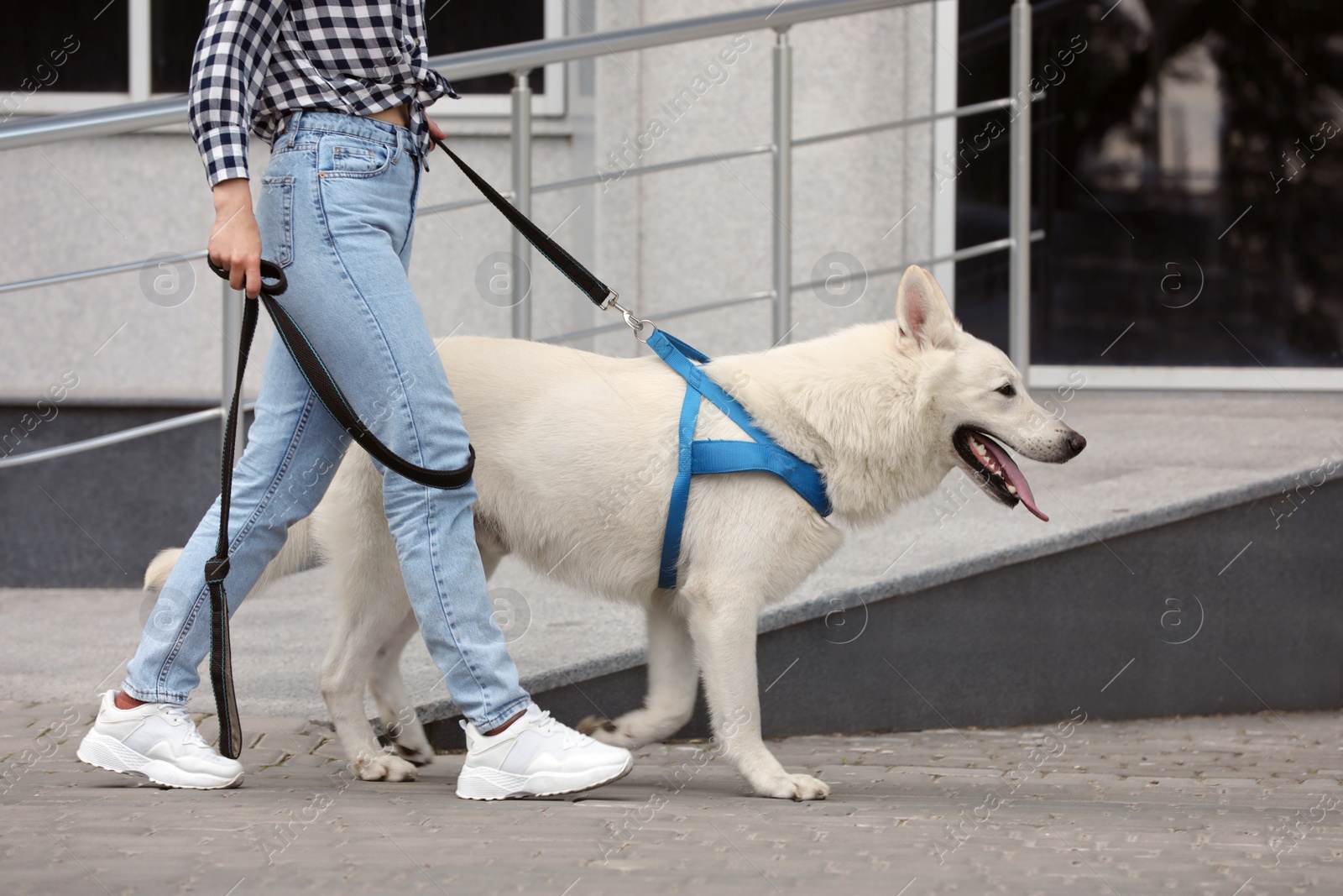 Photo of Young woman with her white Swiss Shepherd dog walking on city street, closeup