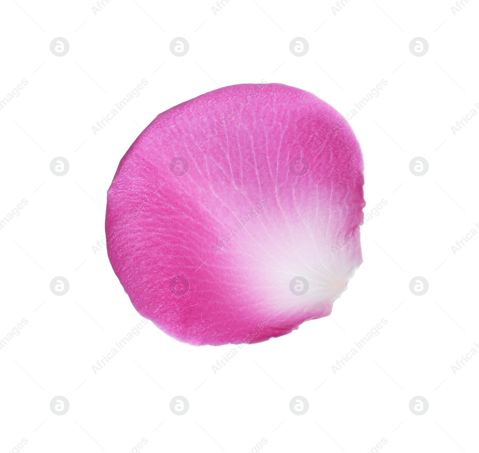 Photo of Pink rose flower petal on white background