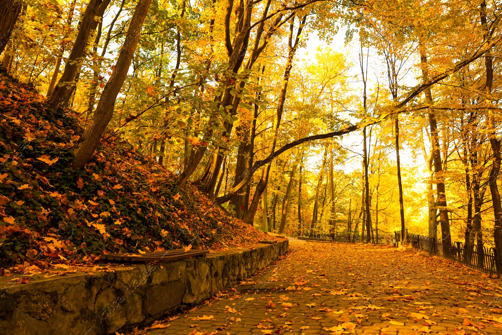 Photo of Beautiful yellowed trees and paved pathway in park