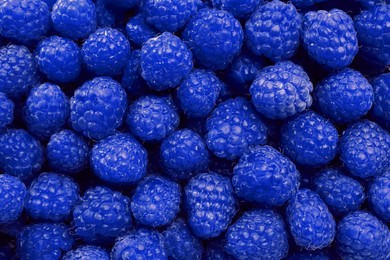 Image of Many fresh blue raspberries as background, top view