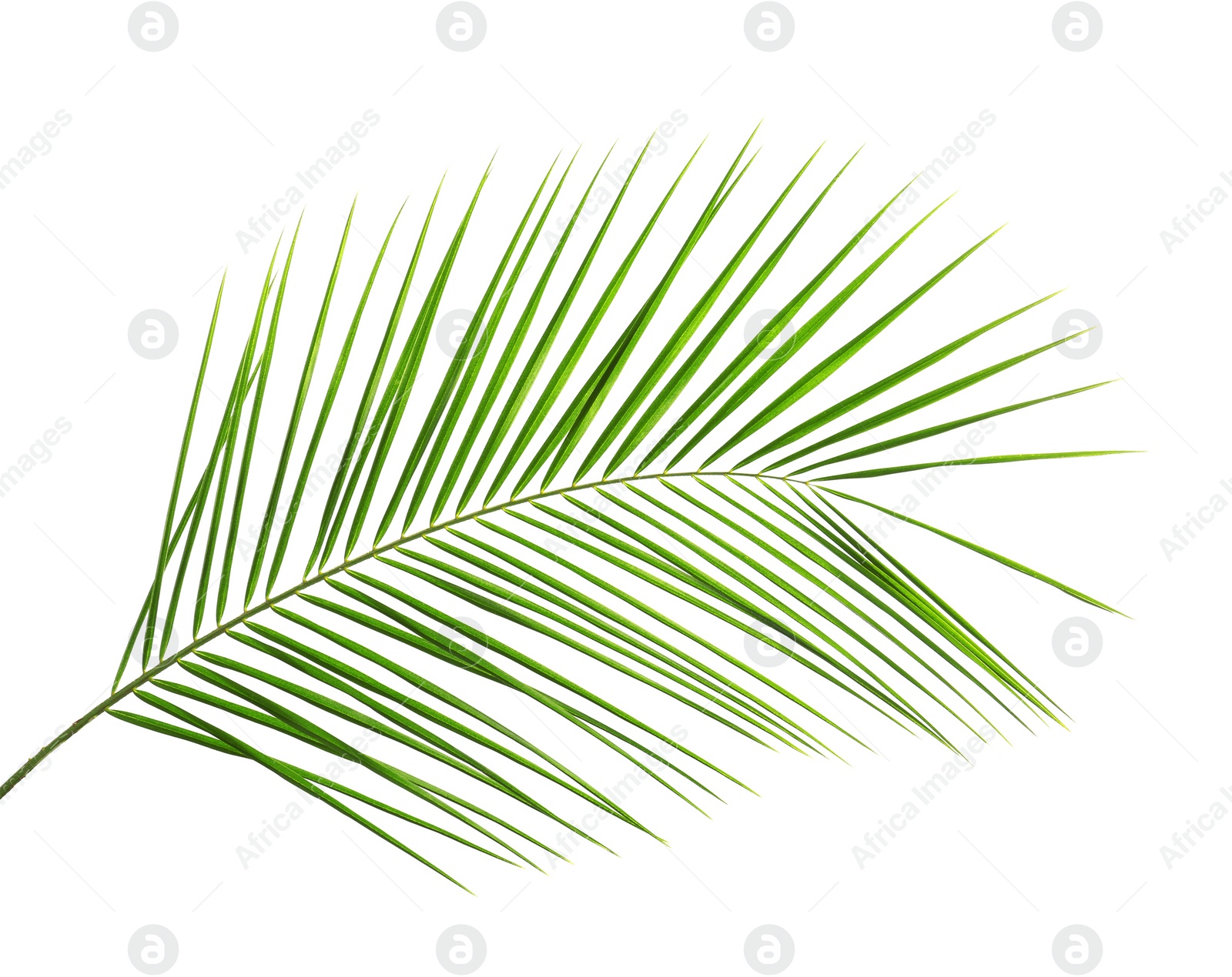 Photo of Fresh tropical date palm leaf on white background