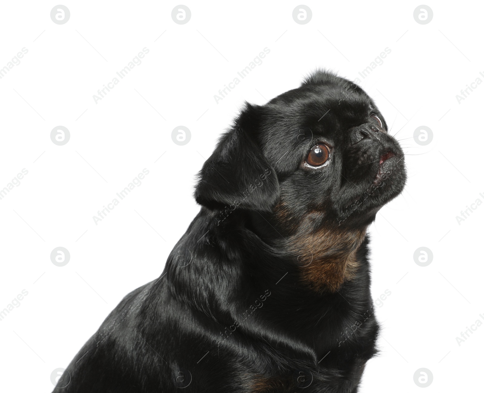 Photo of Adorable black Petit Brabancon dog on white background