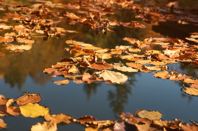 Photo of Many fallen autumn leaves on surface of pond water