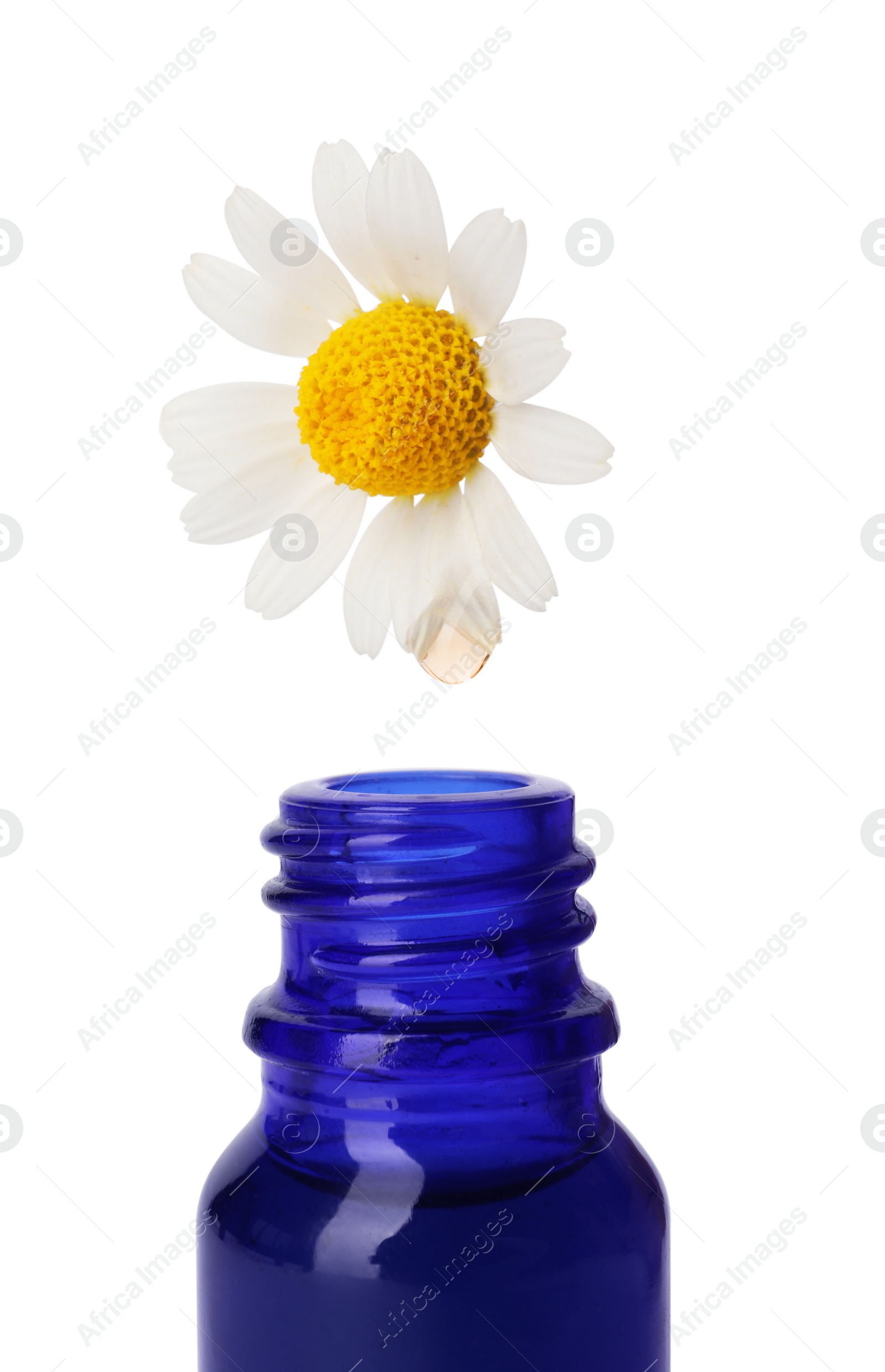 Photo of Essential oil dripping from chamomile petal into glass bottle on white background