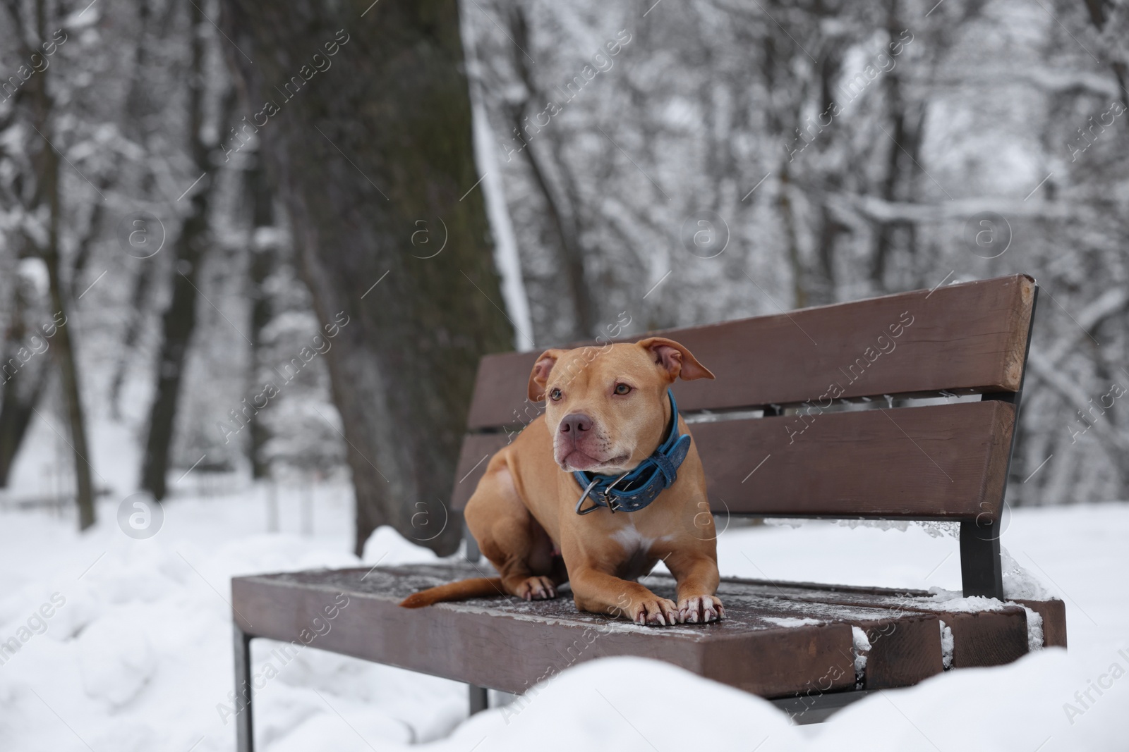 Photo of Cute dog on bench in snowy park