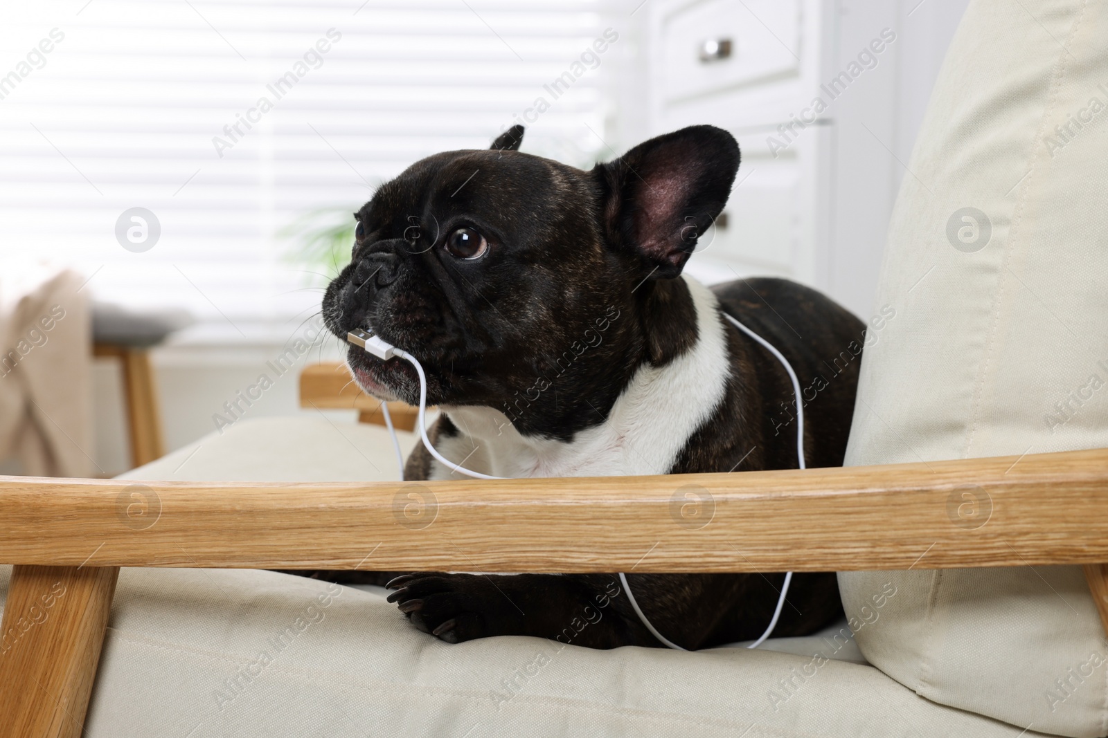 Photo of Naughty French Bulldog chewing wire of USB cable in armchair indoors