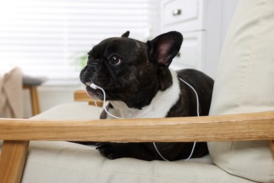 Naughty French Bulldog chewing wire of USB cable in armchair indoors