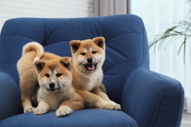 Photo of Adorable Akita Inu puppies in armchair at home, space for text