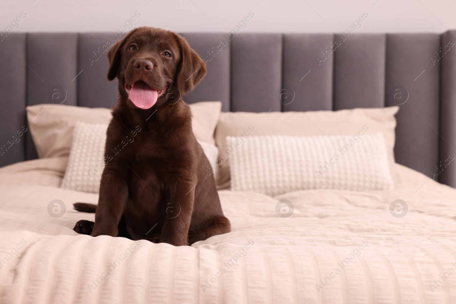 Photo of Cute chocolate Labrador Retriever on soft bed in room, space for text. Lovely pet