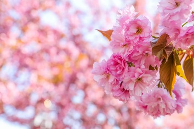 Photo of Sakura tree with beautiful pink flowers outdoors, closeup. Space for text