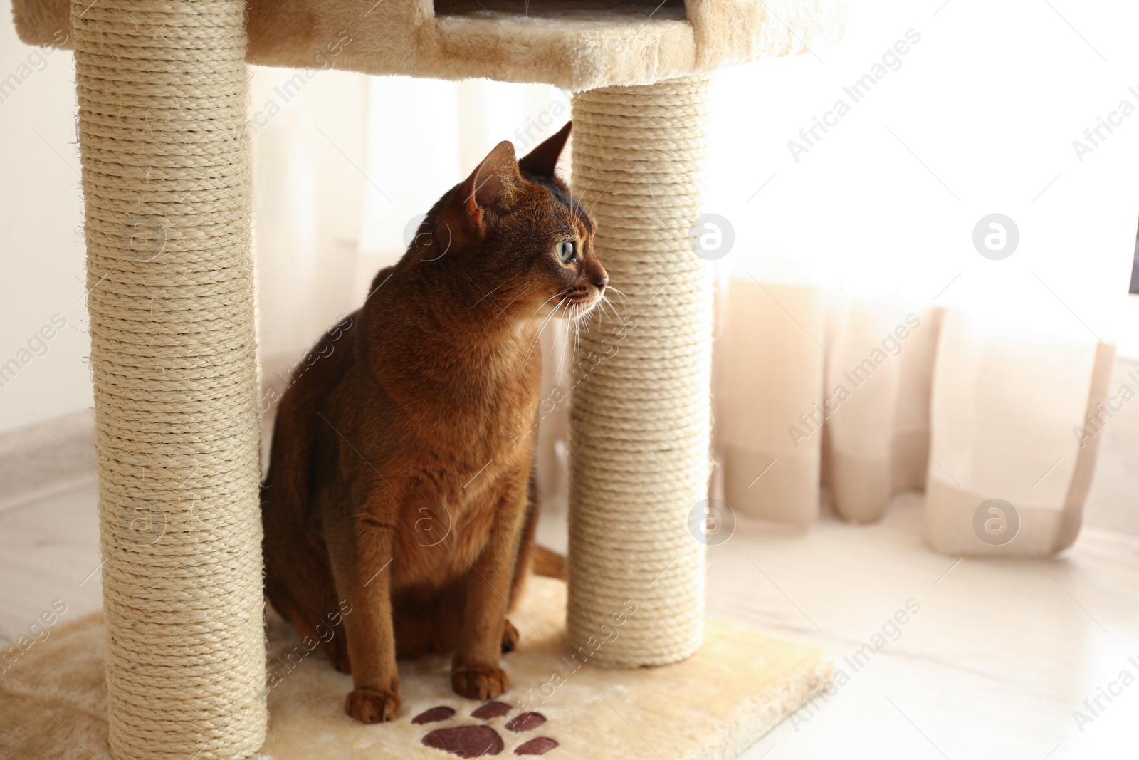 Photo of Beautiful Abyssinian cat on pet tree at home. Lovely pet