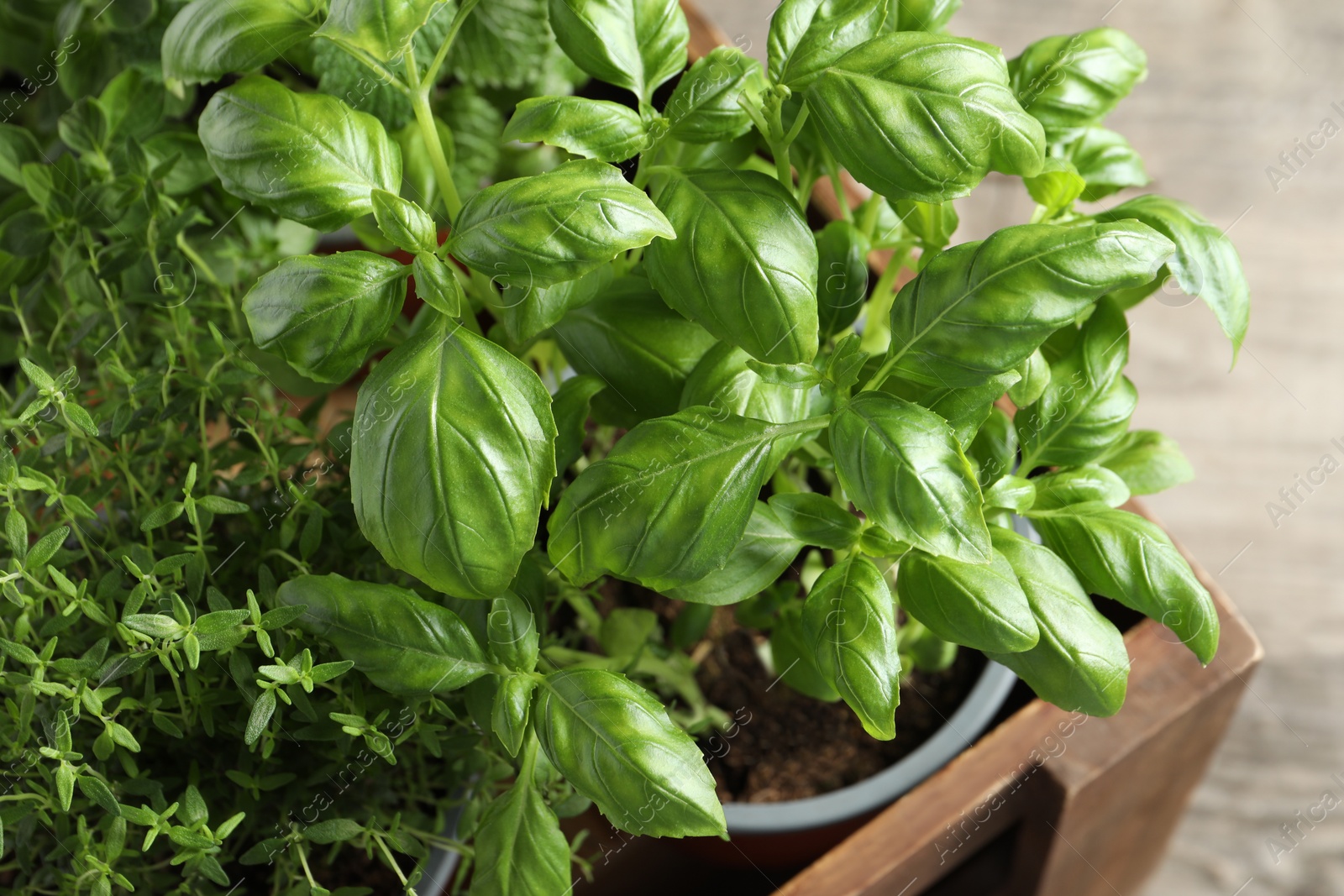 Photo of Crate with different potted herbs on wooden table, closeup