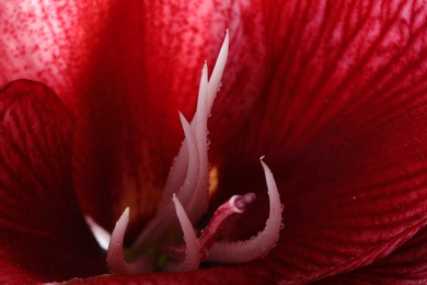 Photo of Beautiful red amaryllis flower with water drops as background, macro view