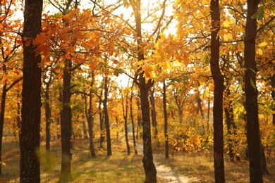 Trees with bright leaves in autumn park