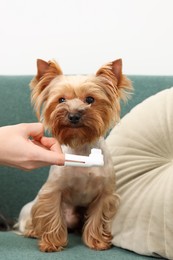 Photo of Woman brushing dog's teeth on couch, closeup