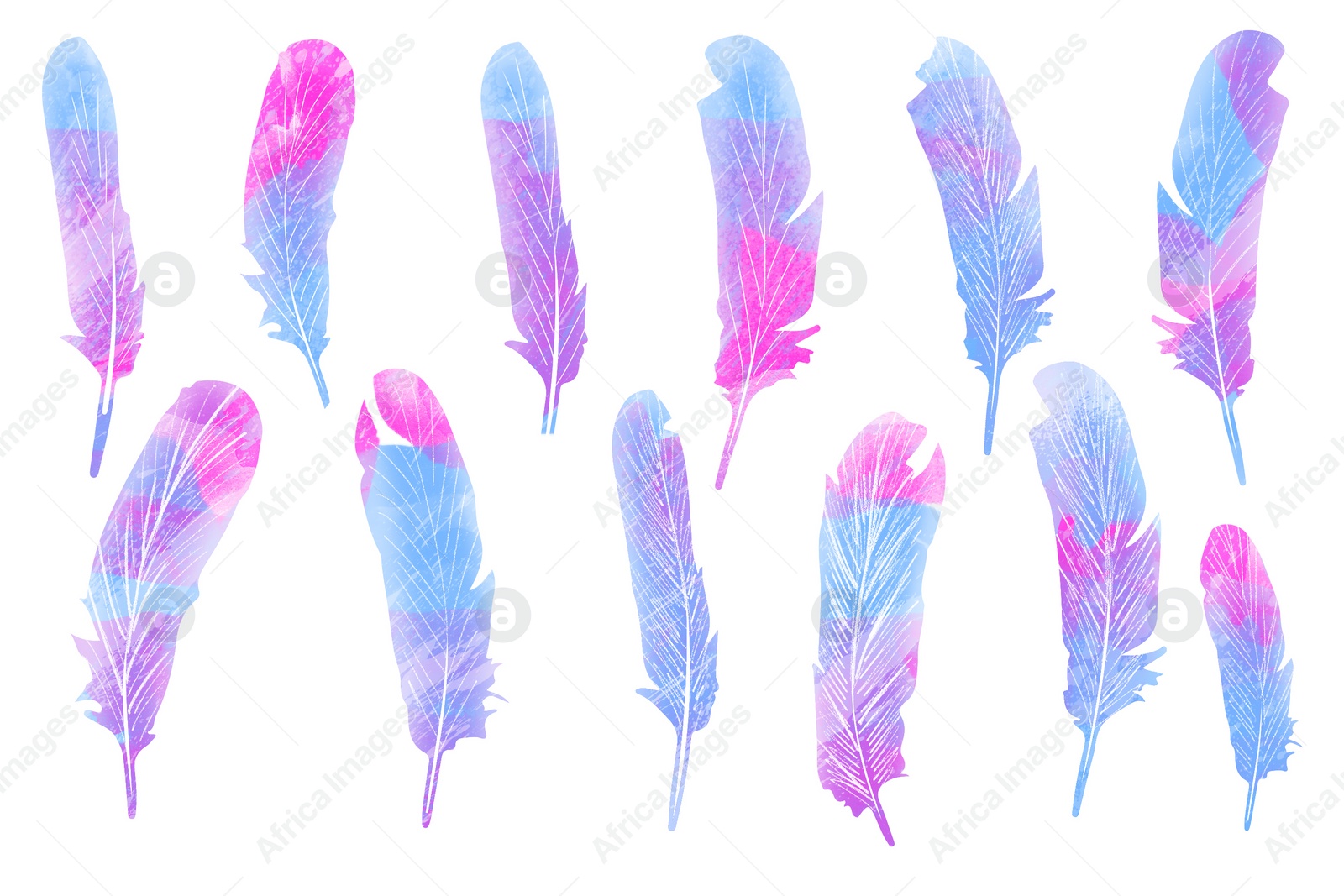 Illustration of Many beautiful feather on white background, illustration