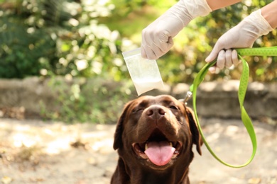 Detection Labrador dog sniffing drugs in plastic bag outdoors