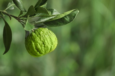 Closeup view of bergamot tree with fruit outdoors