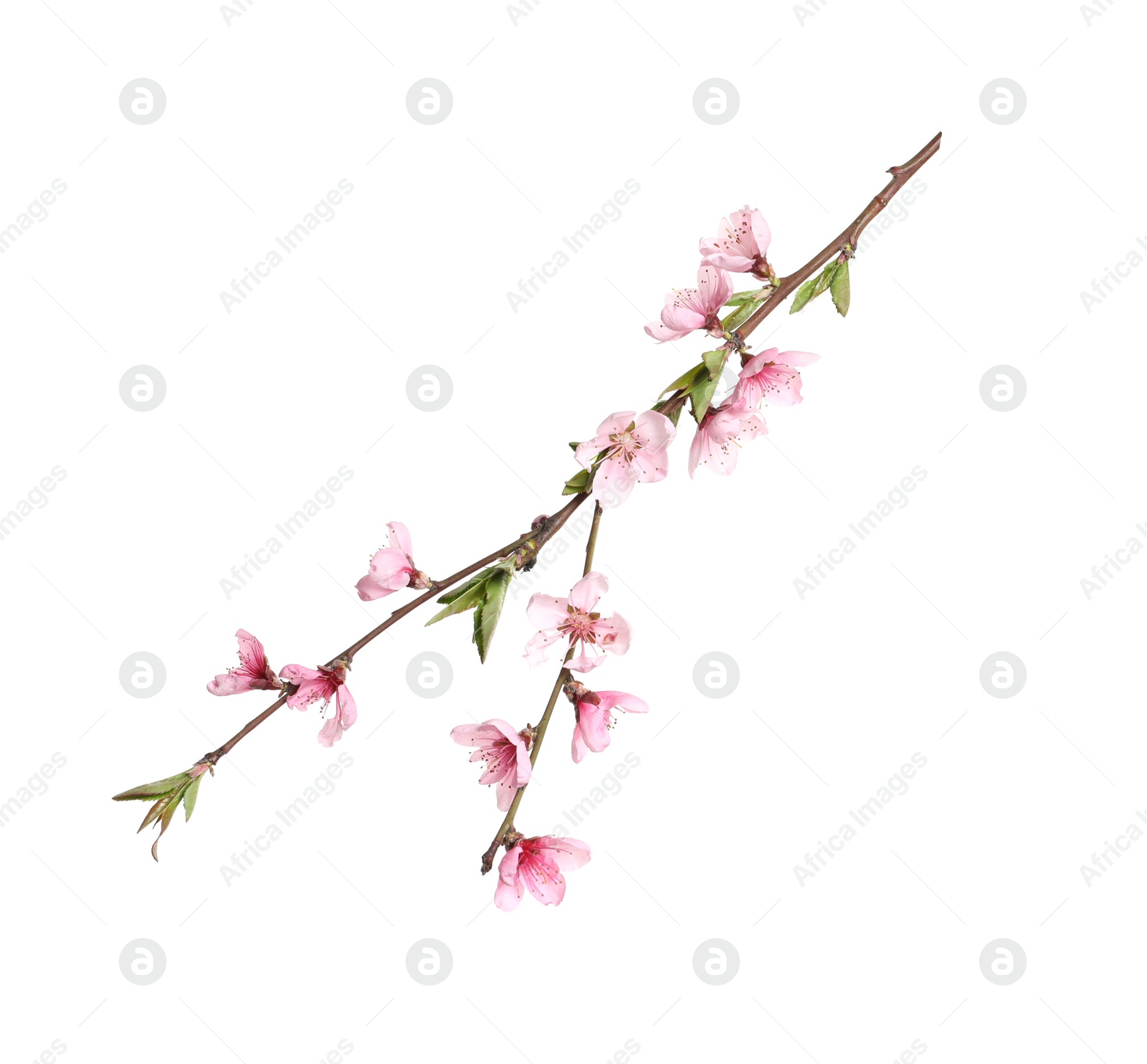 Photo of Beautiful sakura tree branch isolated on white