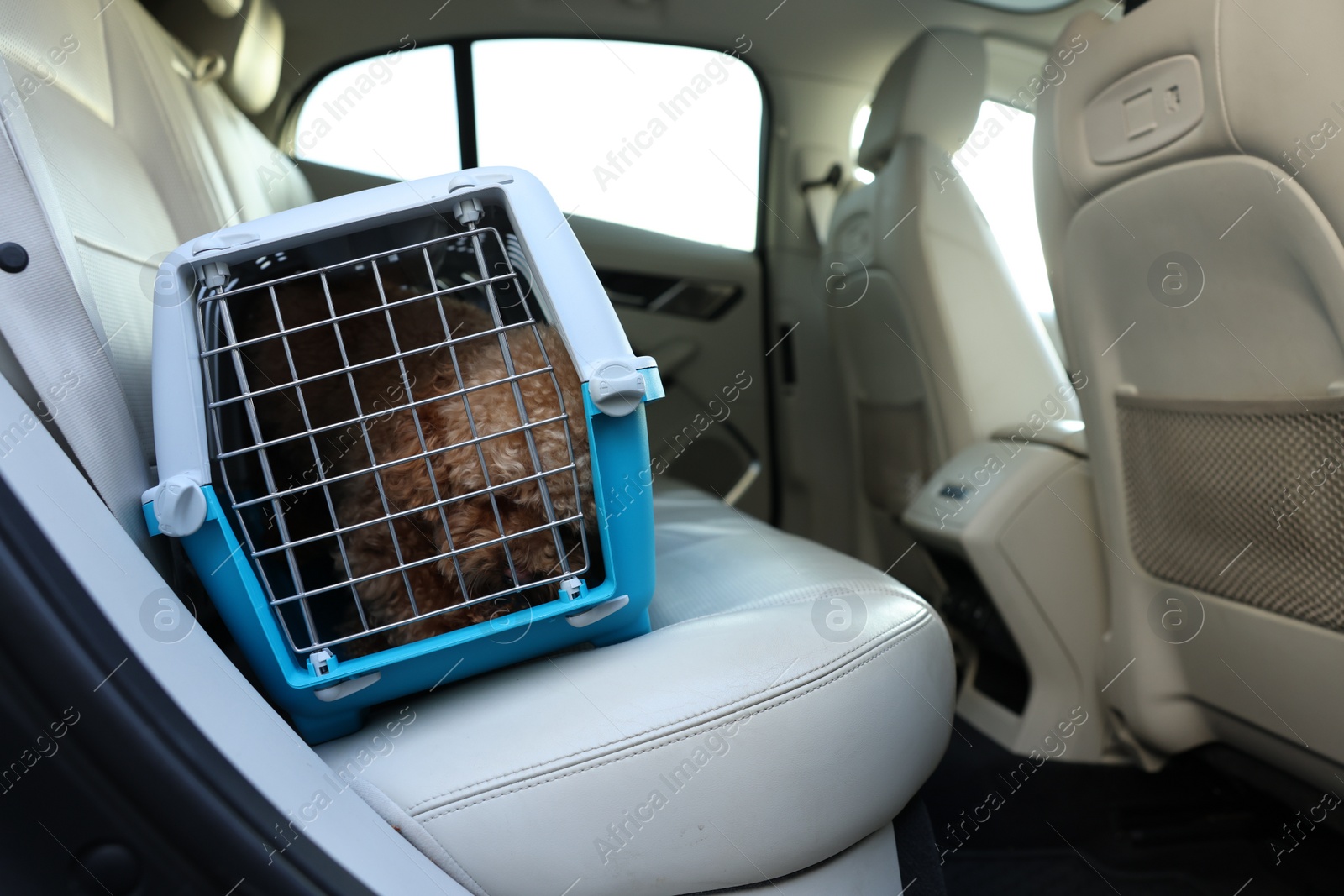 Photo of Cute dog in pet carrier travelling by car. Space for text