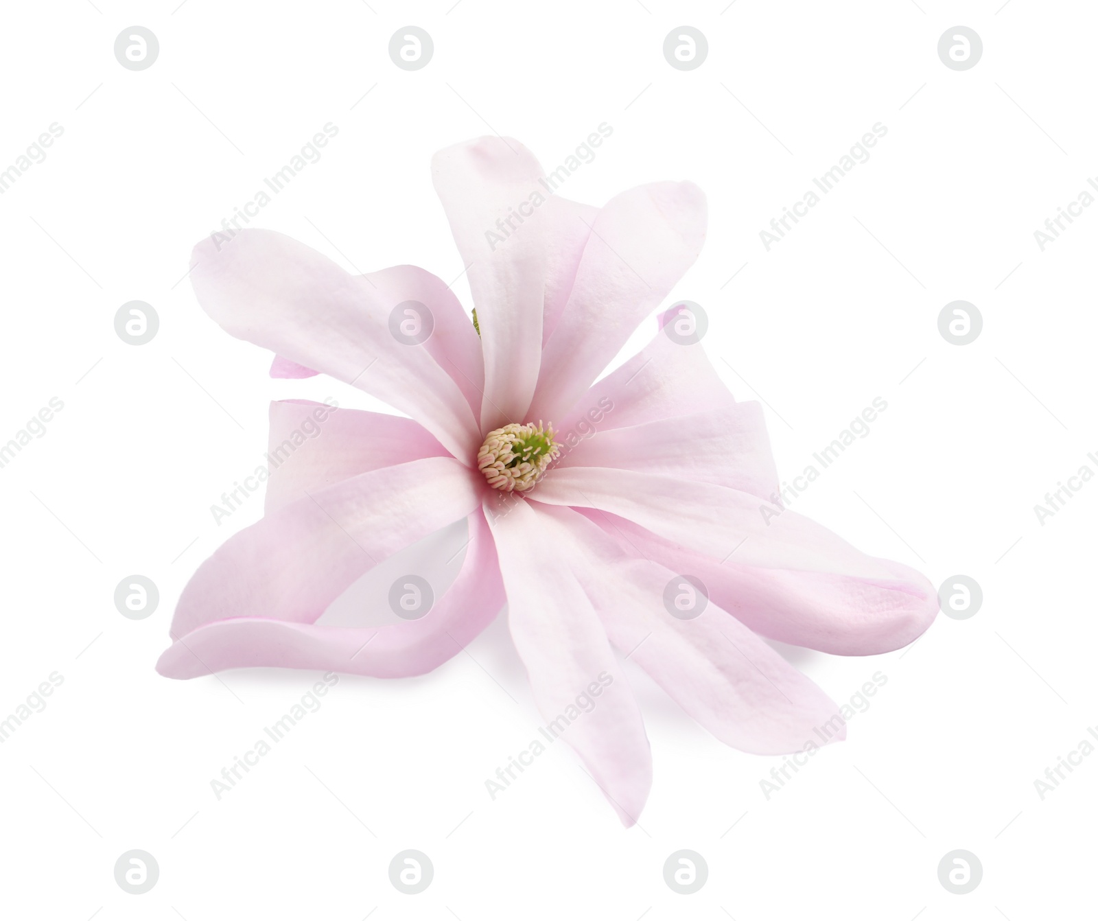 Photo of Beautiful pink magnolia flower isolated on white