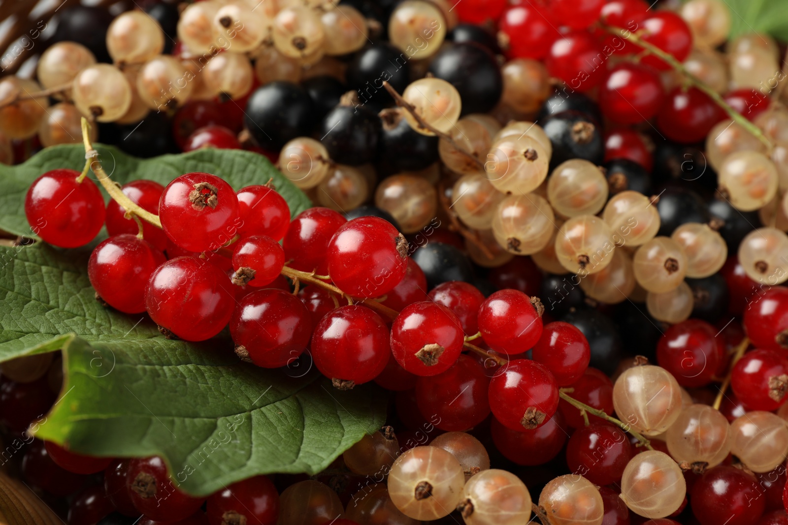 Photo of Different fresh ripe currants and green leaf as background, closeup