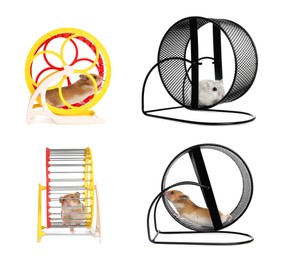Image of Cute funny hamsters running in wheels on white background, collage 