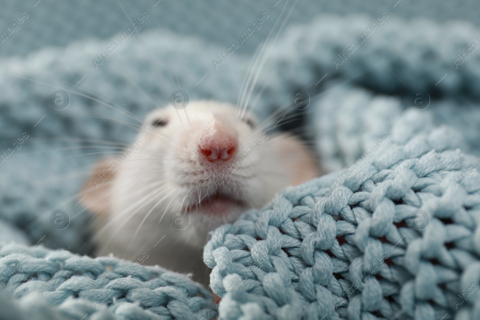 Photo of Cute small rat wrapped in soft knitted blanket, closeup