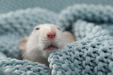 Cute small rat wrapped in soft knitted blanket, closeup