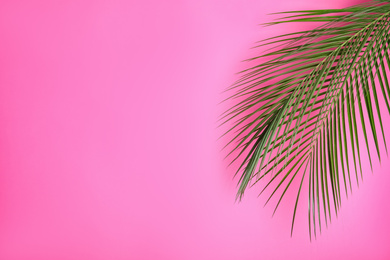 Photo of Beautiful lush tropical leaves on pink background. Space for text