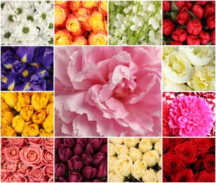 Collage with photos of beautiful fresh flowers 