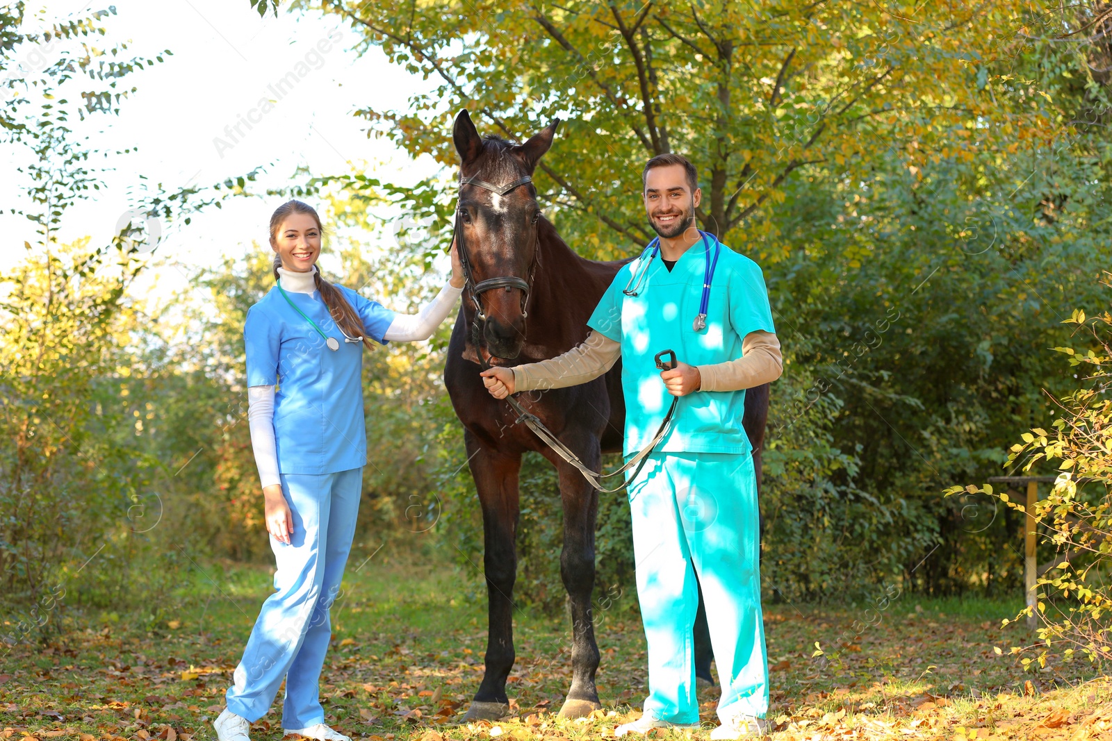 Photo of Veterinarians in uniform with beautiful brown horse outdoors