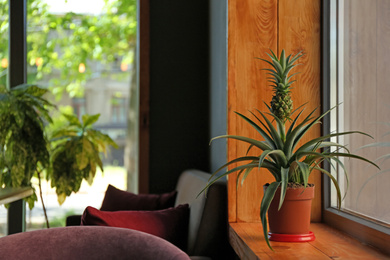 Pineapple plant on wooden windowsill