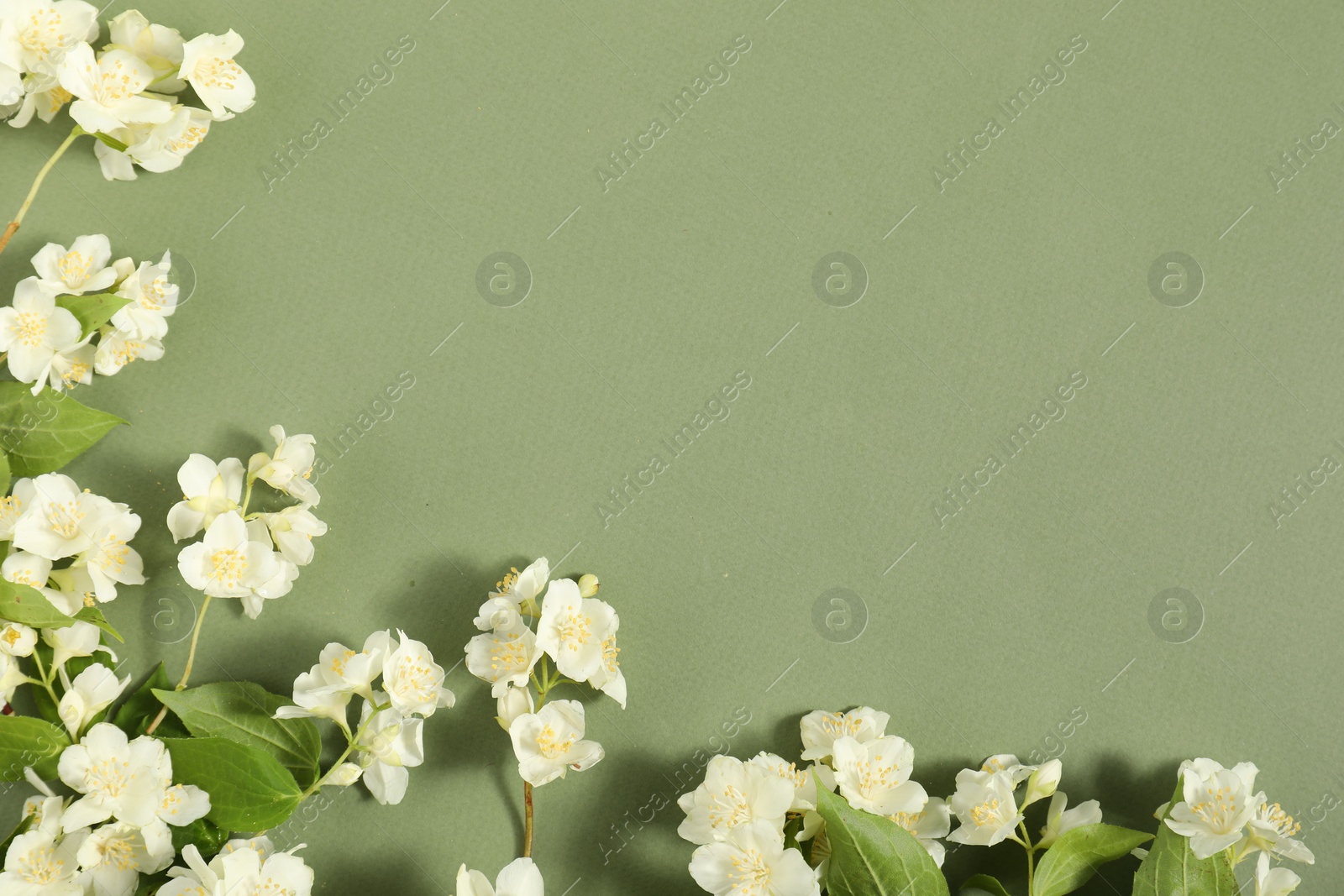 Photo of Beautiful jasmine flowers and leaves on pale green background, flat lay. Space for text