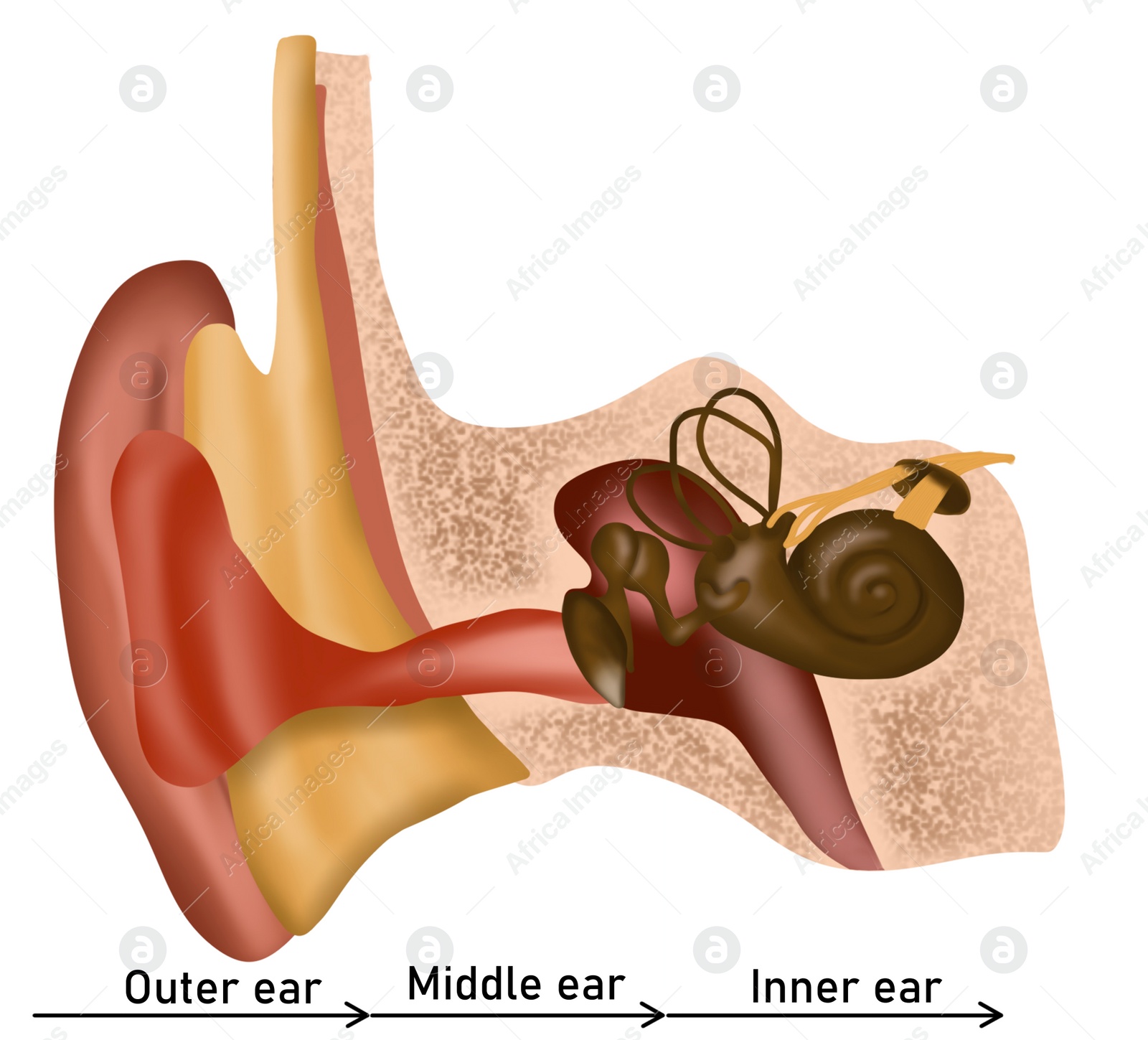 Illustration of Anatomy of human ear on white background. Illustration