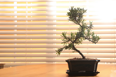 Japanese bonsai plant on wooden table near window, space for text. Creating zen atmosphere at home