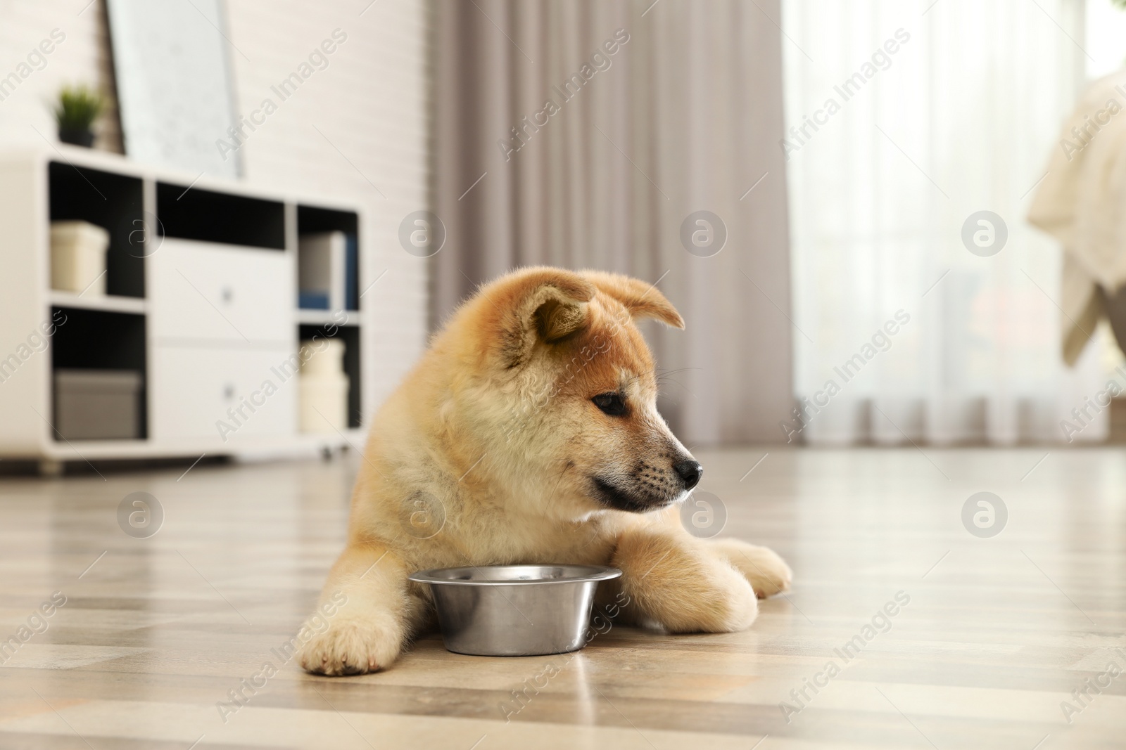 Photo of Cute akita inu puppy near feeding bowl at home