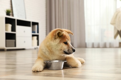 Cute akita inu puppy near feeding bowl at home