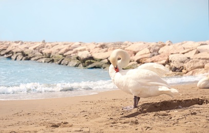 Photo of Beautiful swan on sandy beach near sea. Space for text