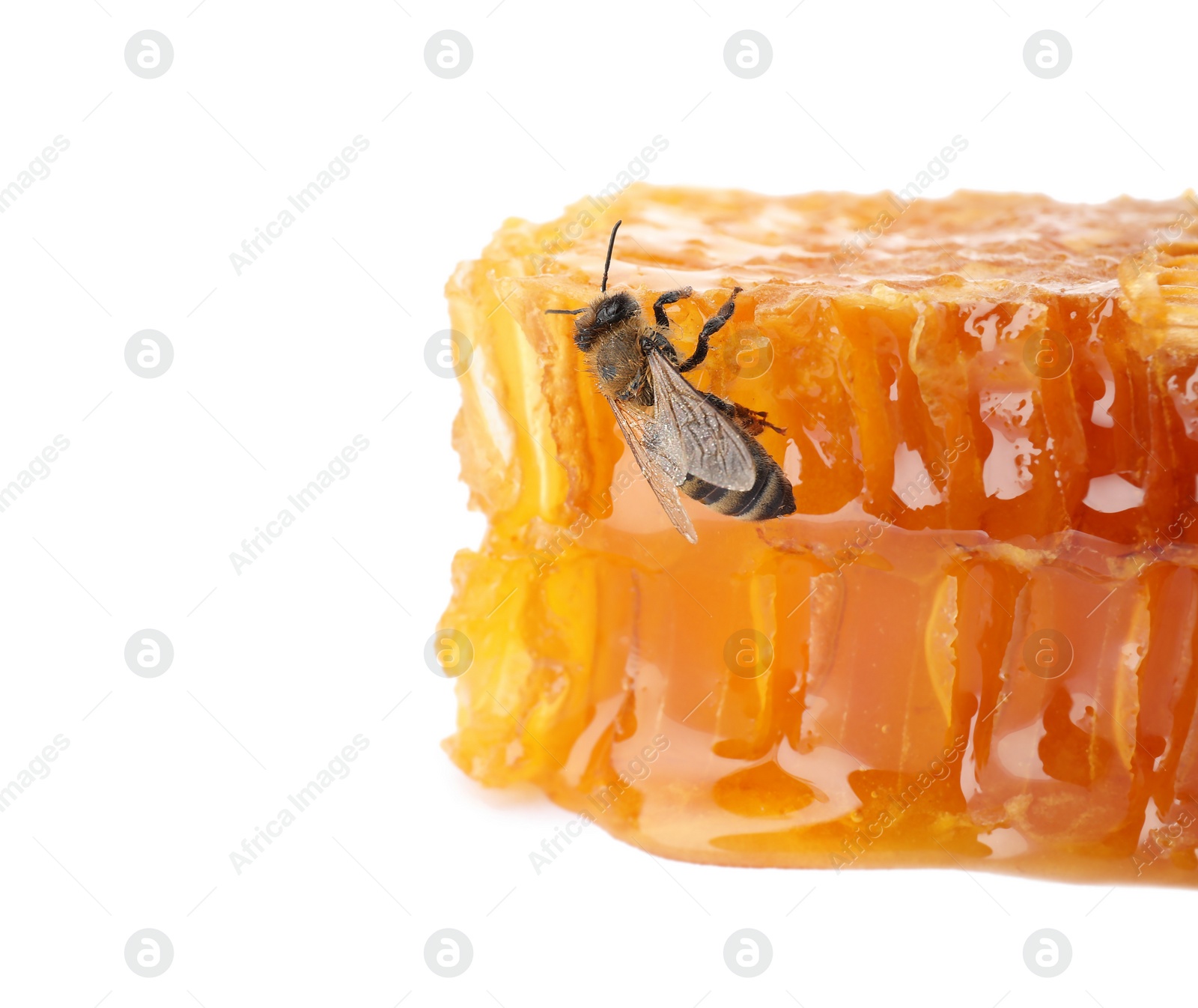 Photo of Honeycomb and bee on white background. Domesticated insect