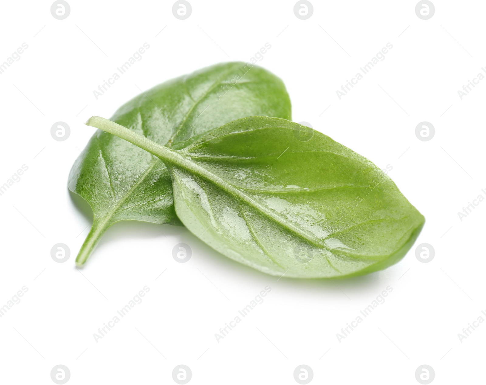 Photo of Fresh green basil leaves on white background