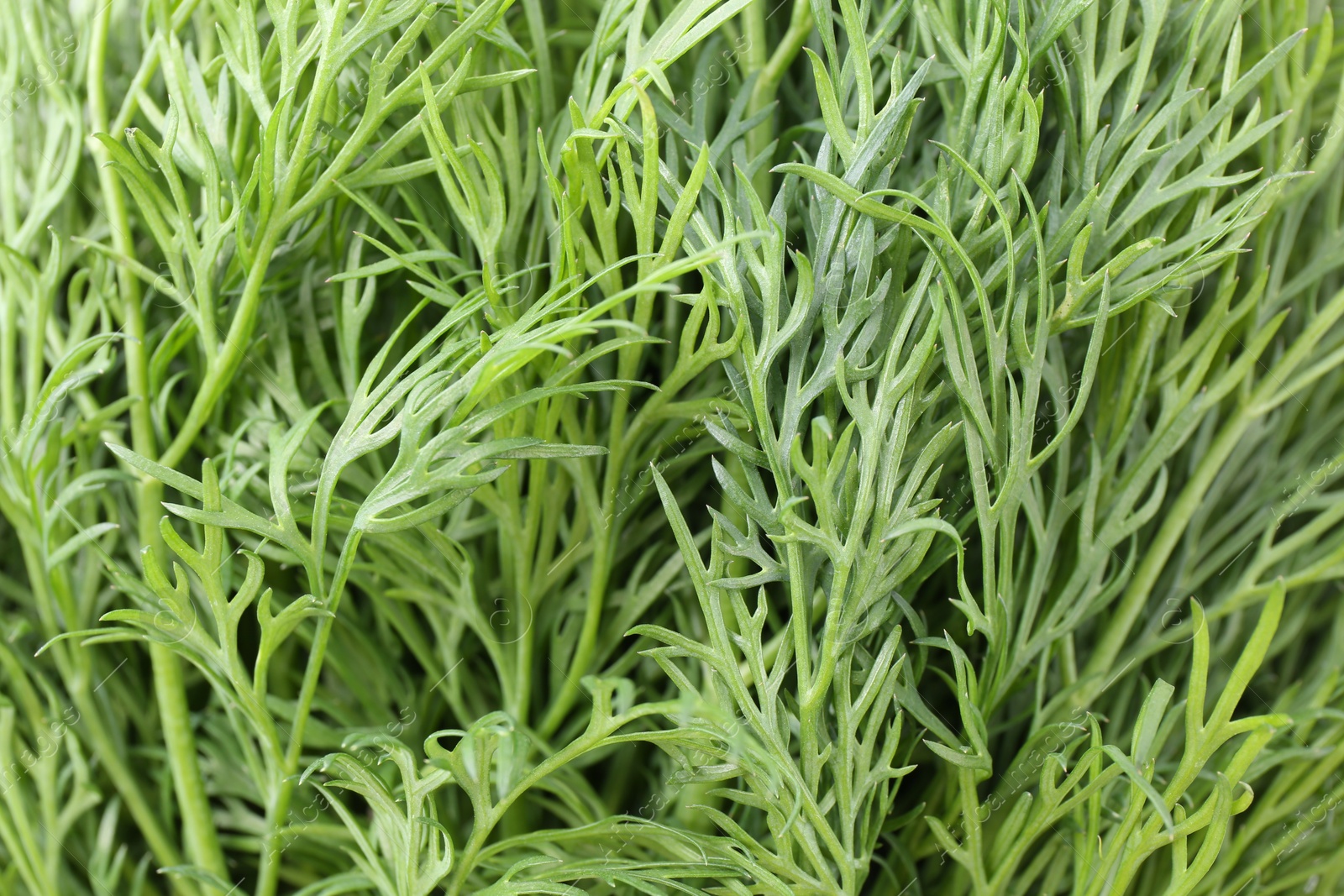 Photo of Sprigs of fresh dill as background, closeup view