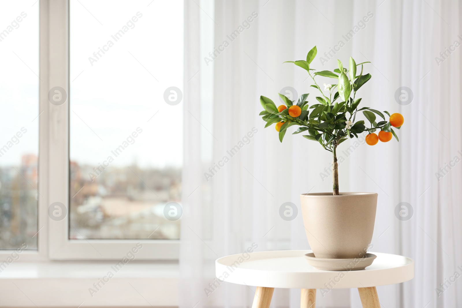 Photo of Potted citrus tree on table near window indoors. Space for text