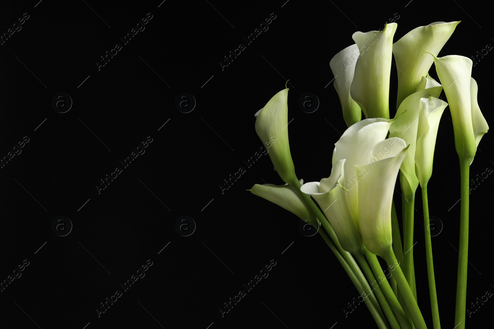 Photo of Beautiful calla lily flowers on black background, space for text