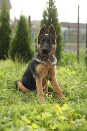 Photo of Cute German shepherd puppy on green grass outdoors