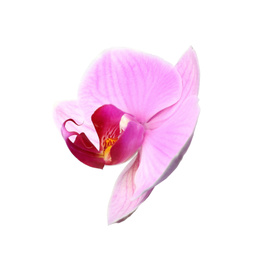 Photo of Flower of beautiful pink Phalaenopsis orchid isolated on white