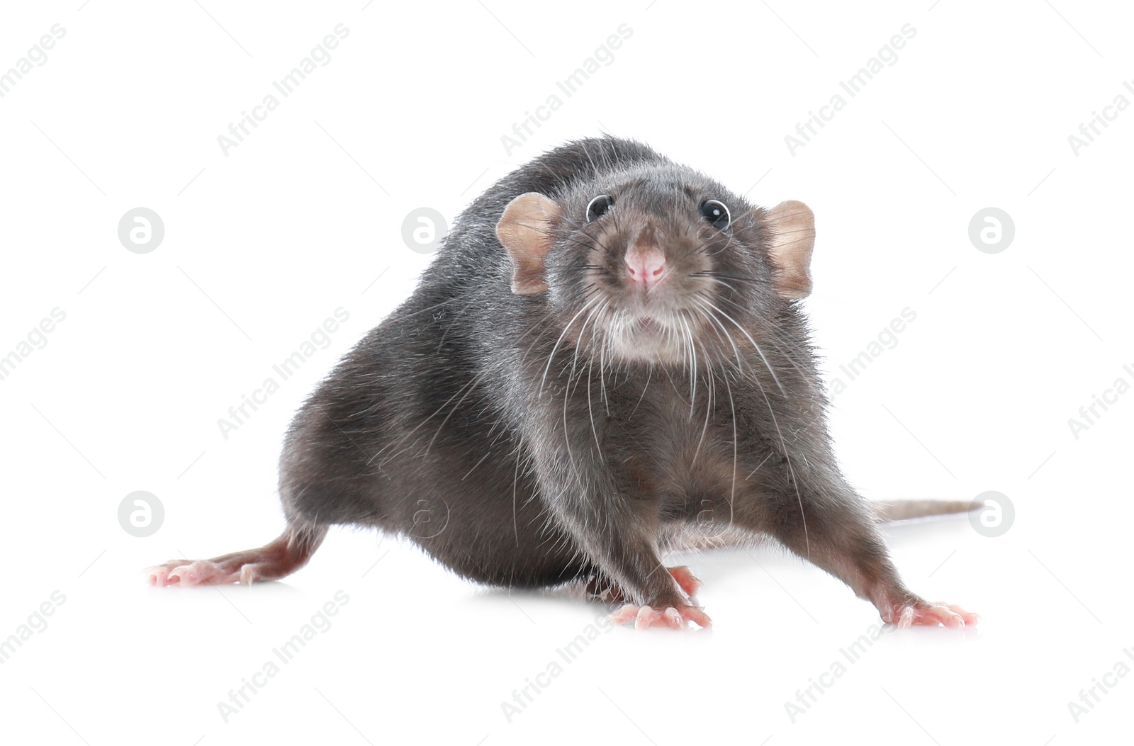 Photo of Cute rat on white background. Small rodent