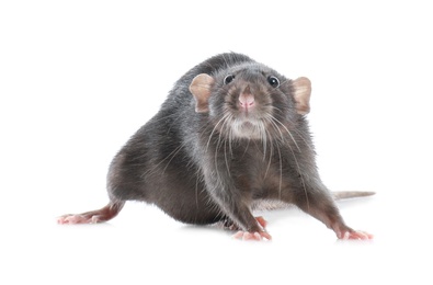 Cute rat on white background. Small rodent