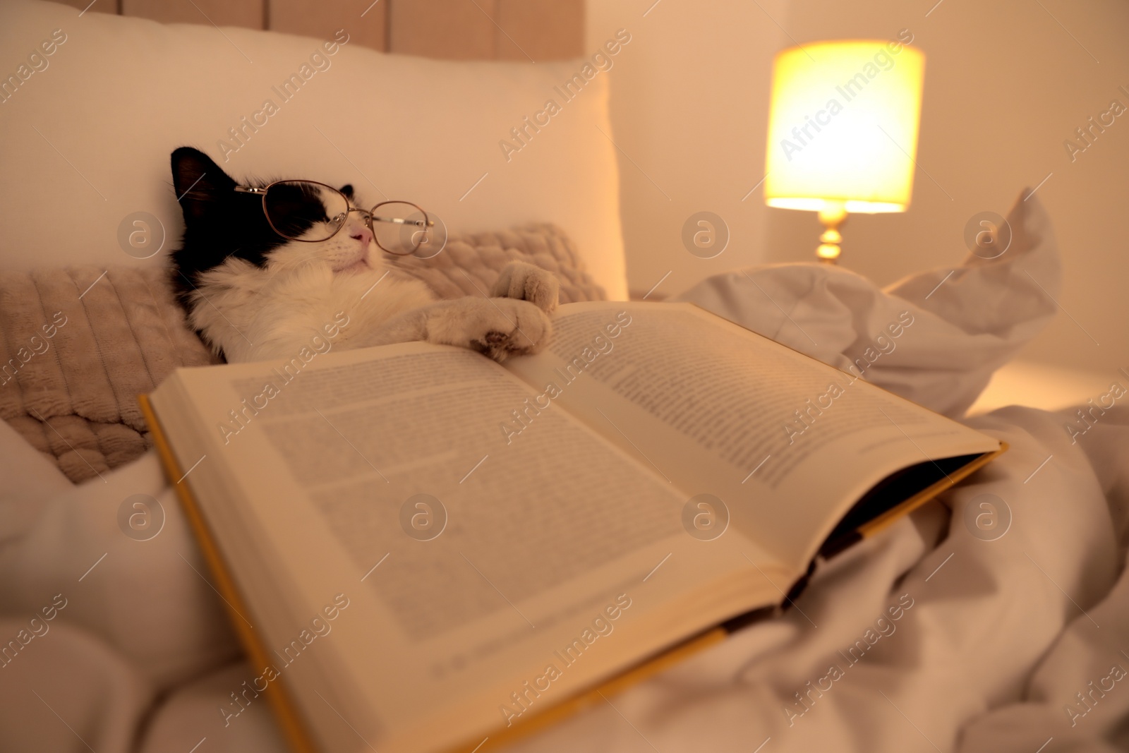 Photo of Cute cat with glasses and book sleeping on bed at home