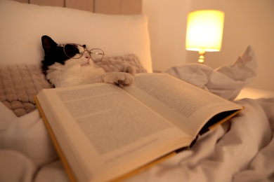 Cute cat with glasses and book sleeping on bed at home